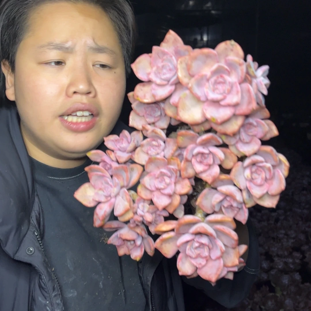 【闪购商品】10.25-清货124老桩彩虹糖