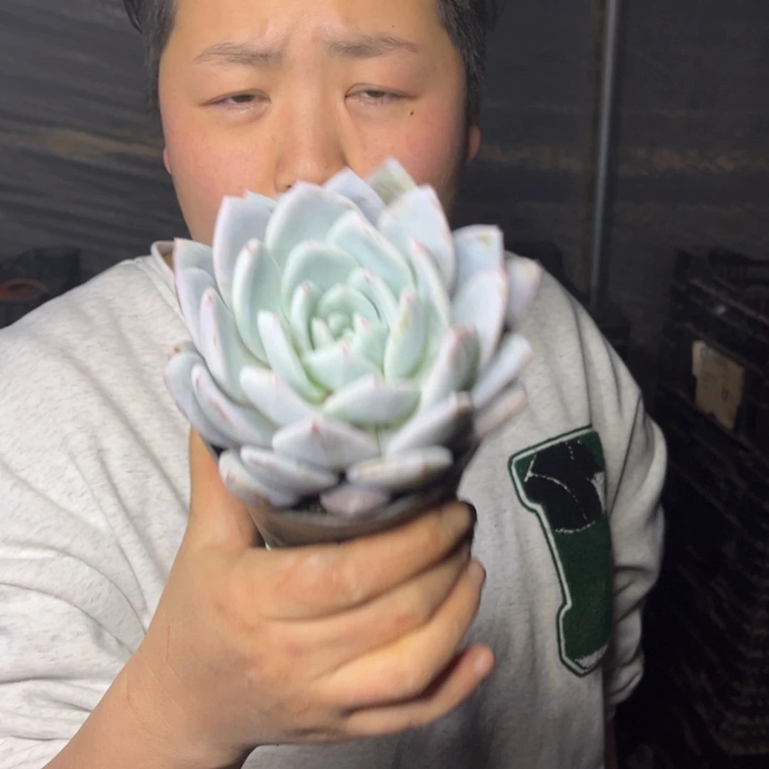 【闪购商品】1.13-167梦露杂雪莲