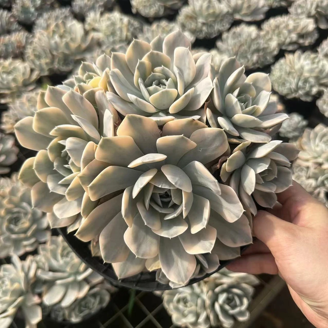 【鲁氏锦】 叶小琪多肉馆 多肉植物 新手办公室好养绿植盆栽