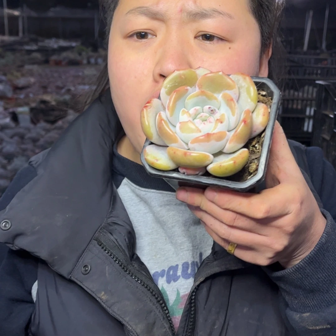 【闪购商品】12.30-152单头黄皮橙带盆土多肉