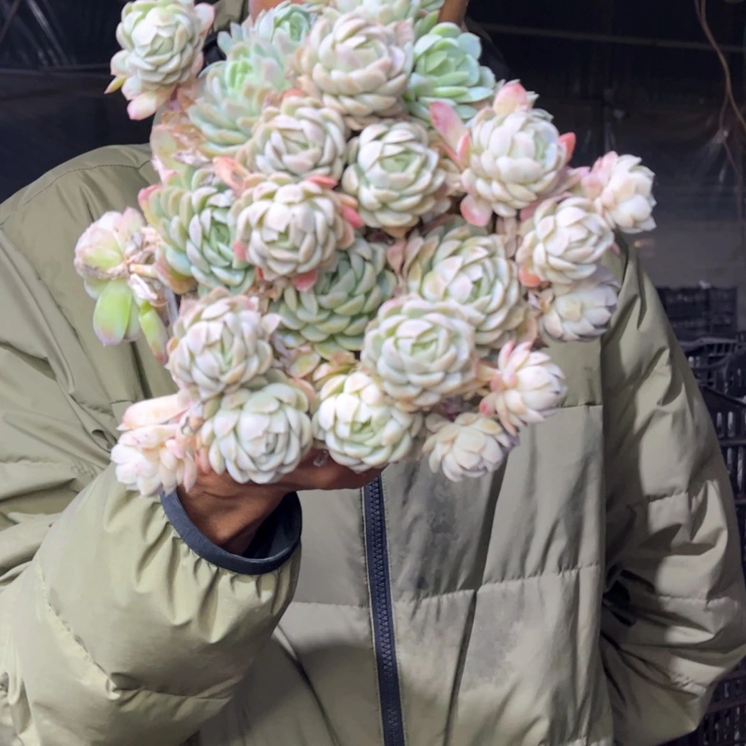 【闪购商品】1.8-139冰梅带盆土