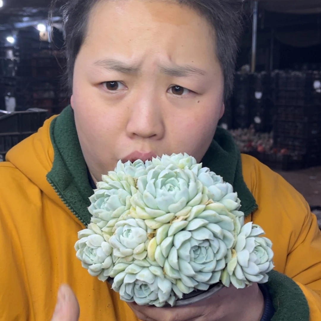 【闪购商品】1.18-50阿尔巴白月影