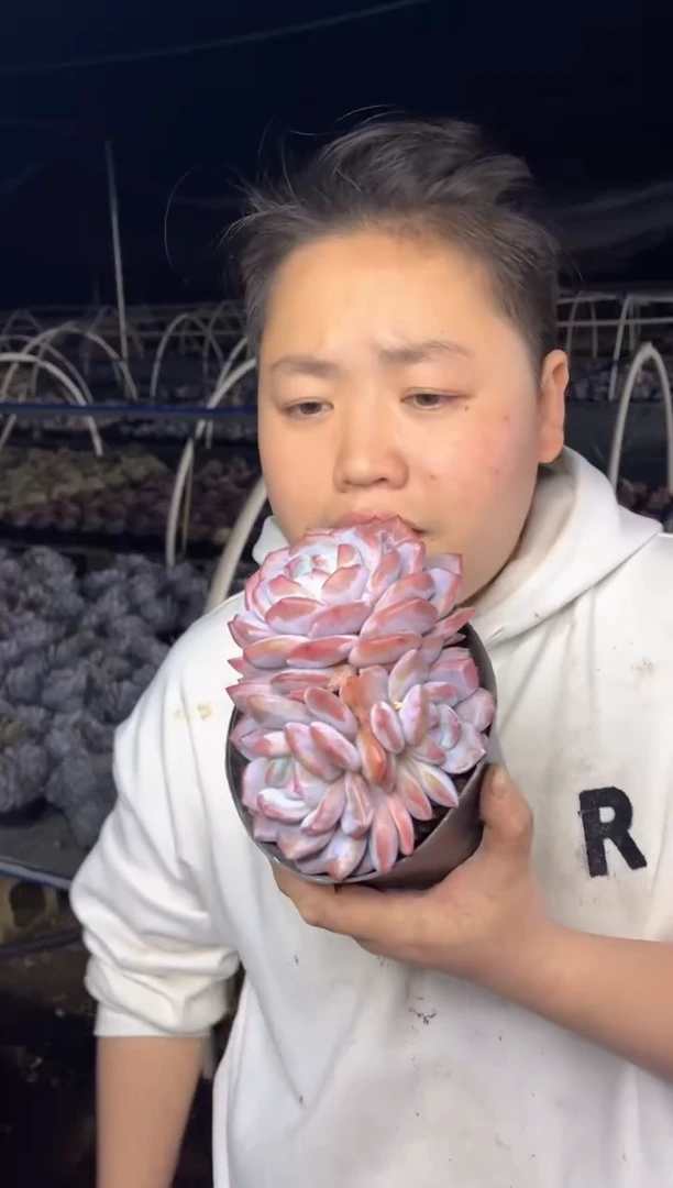 【闪购商品】53-三头精控血橙9.99