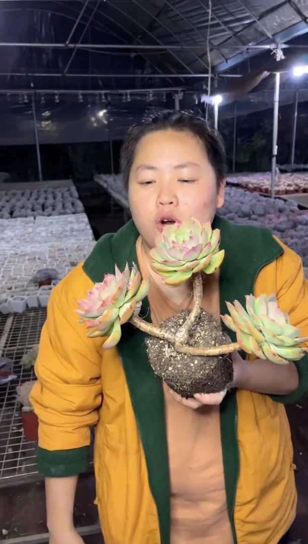 【闪购商品】48三头起大号白雪公主8.99