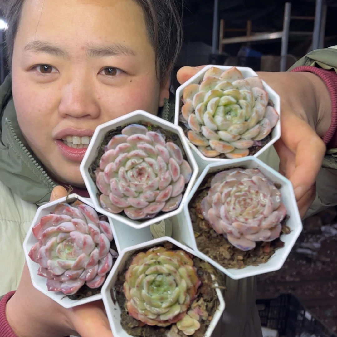 【闪购商品】1.5-63粉色系杂五颗