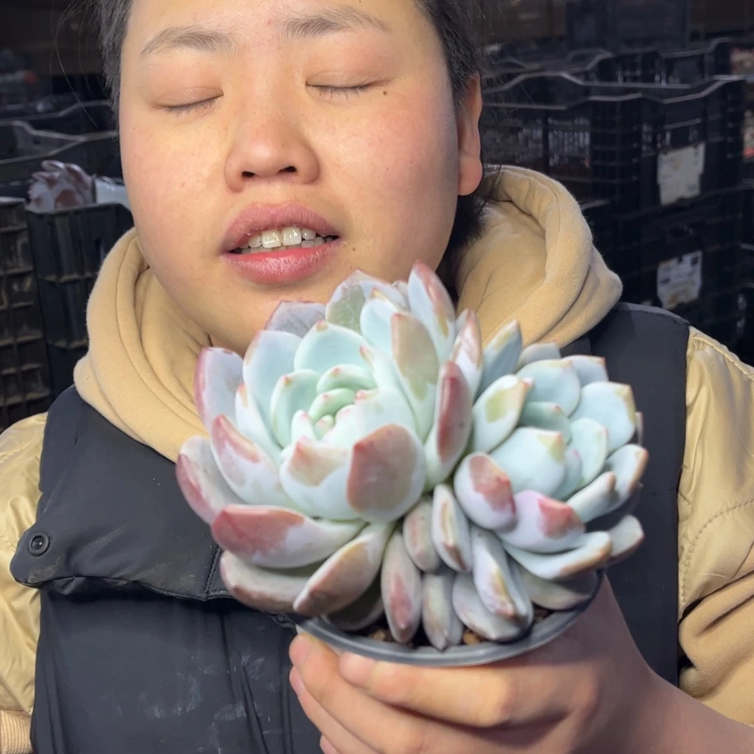 【闪购商品】12.28-30双头紫皮梦露