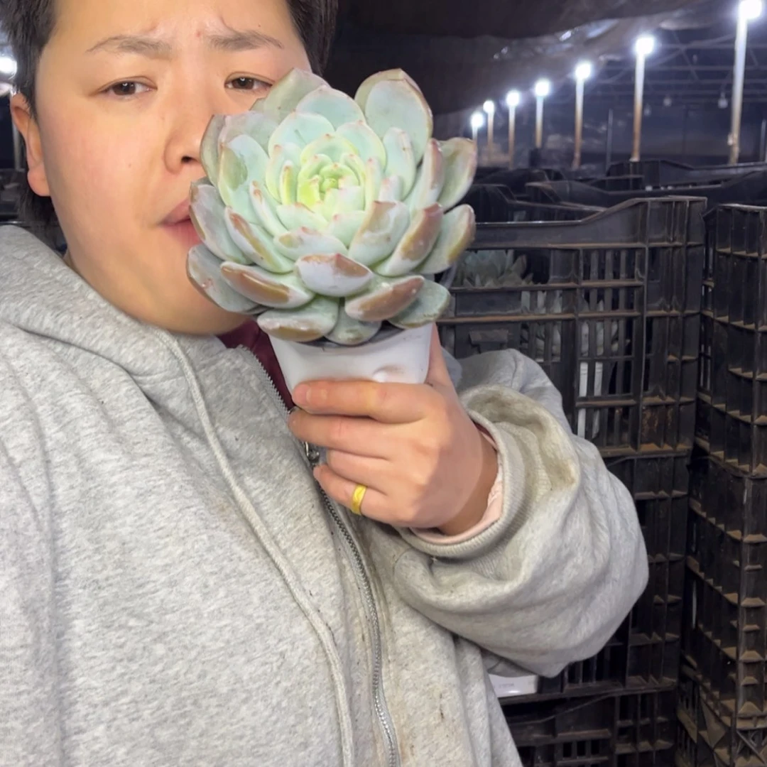 【闪购商品】1.1-113单头紫皮橙10cm➕