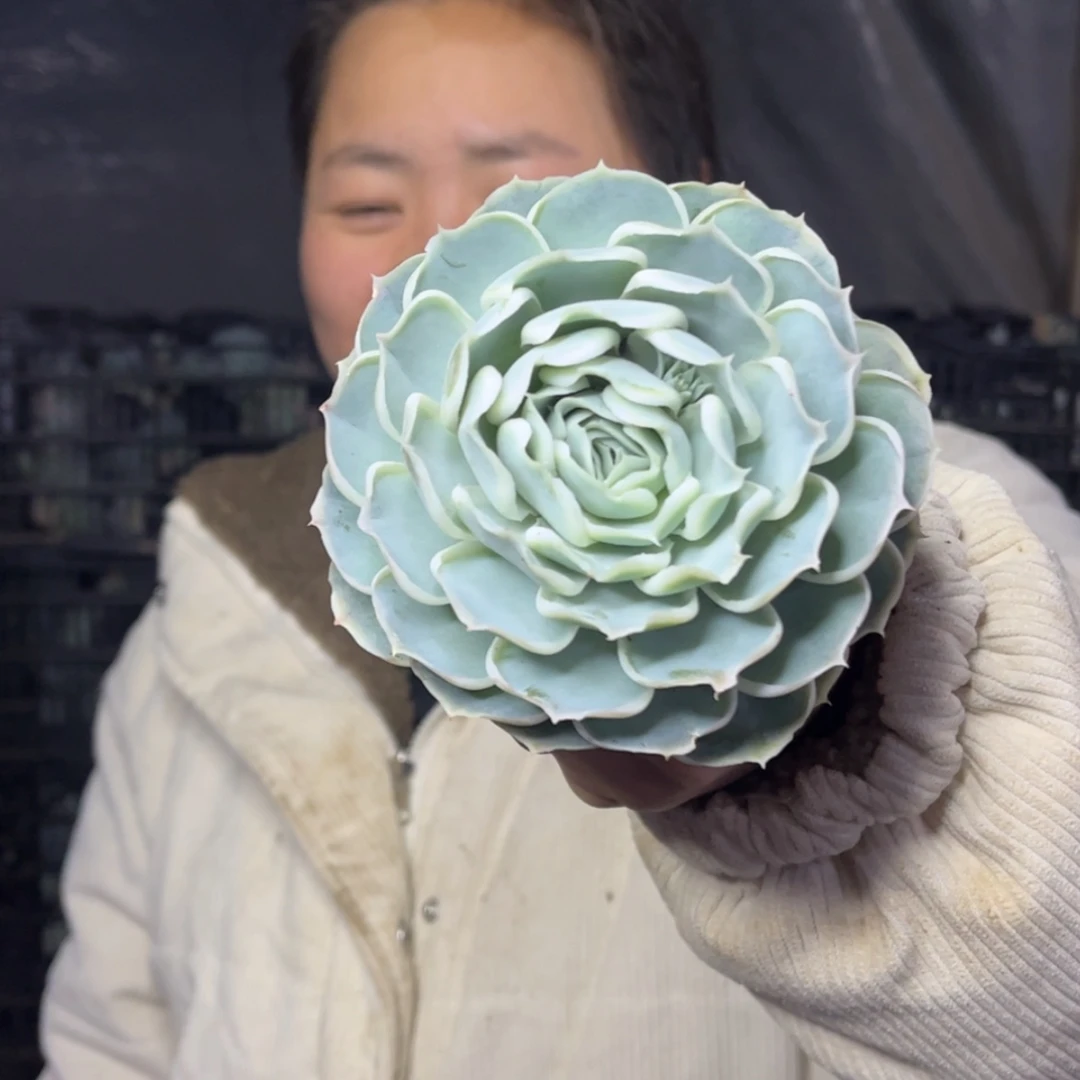 【闪购商品】12.22-173单头蓝丝绒