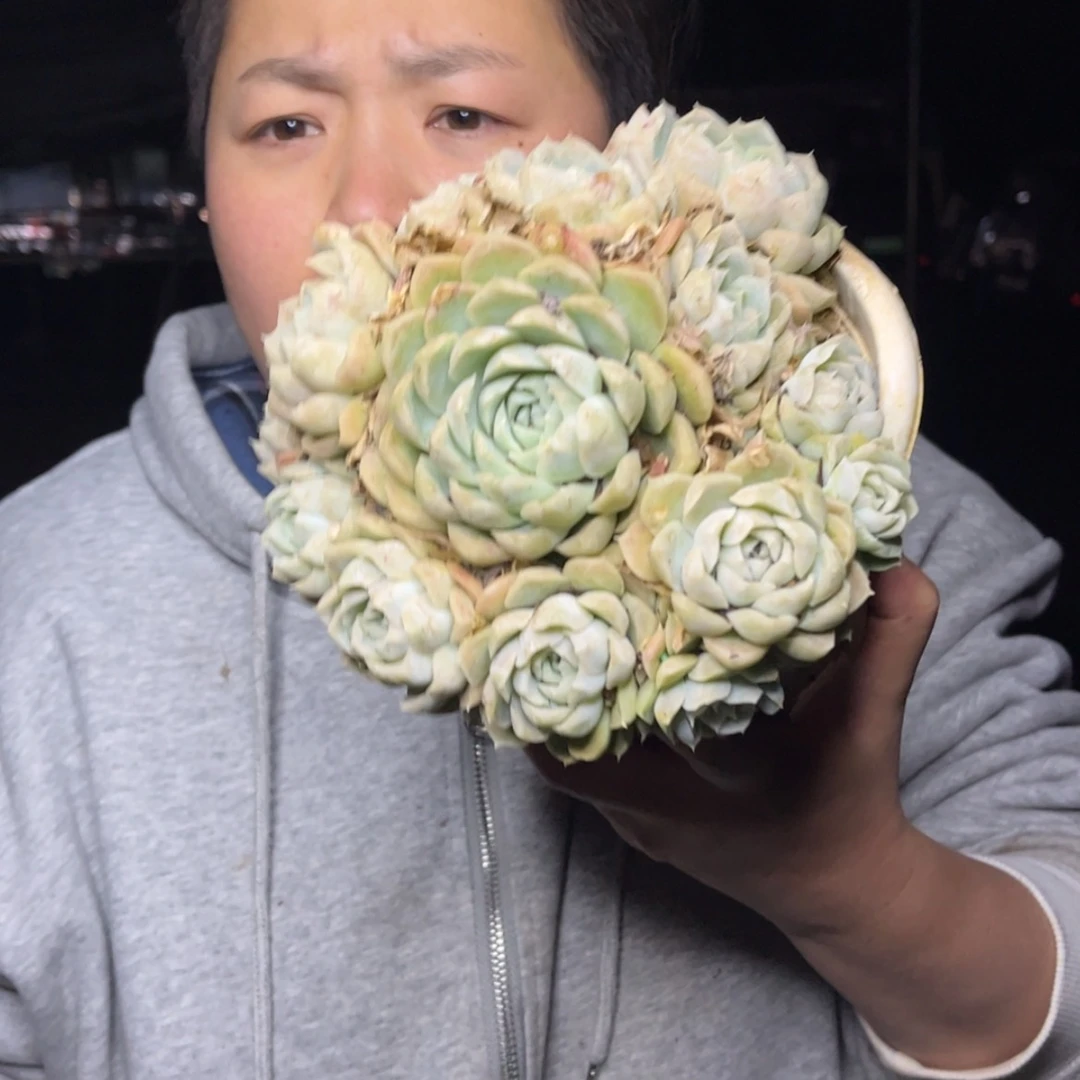 【闪购商品】12.21-179大白月影
