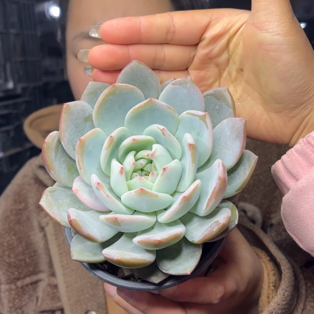 【闪购商品】1.4-96单头紫皮橙
