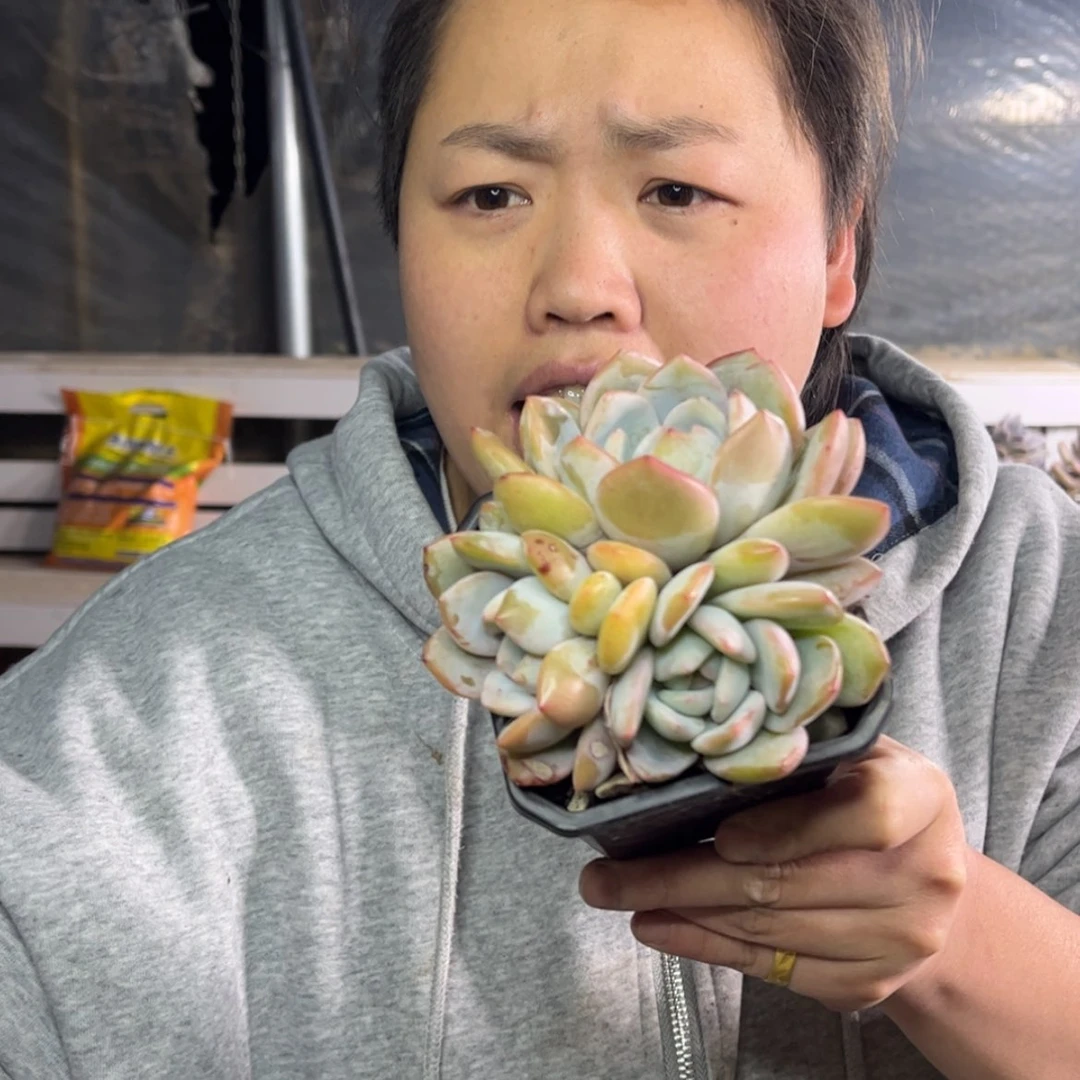 【闪购商品】12.21-206三头黄皮橙带盆土