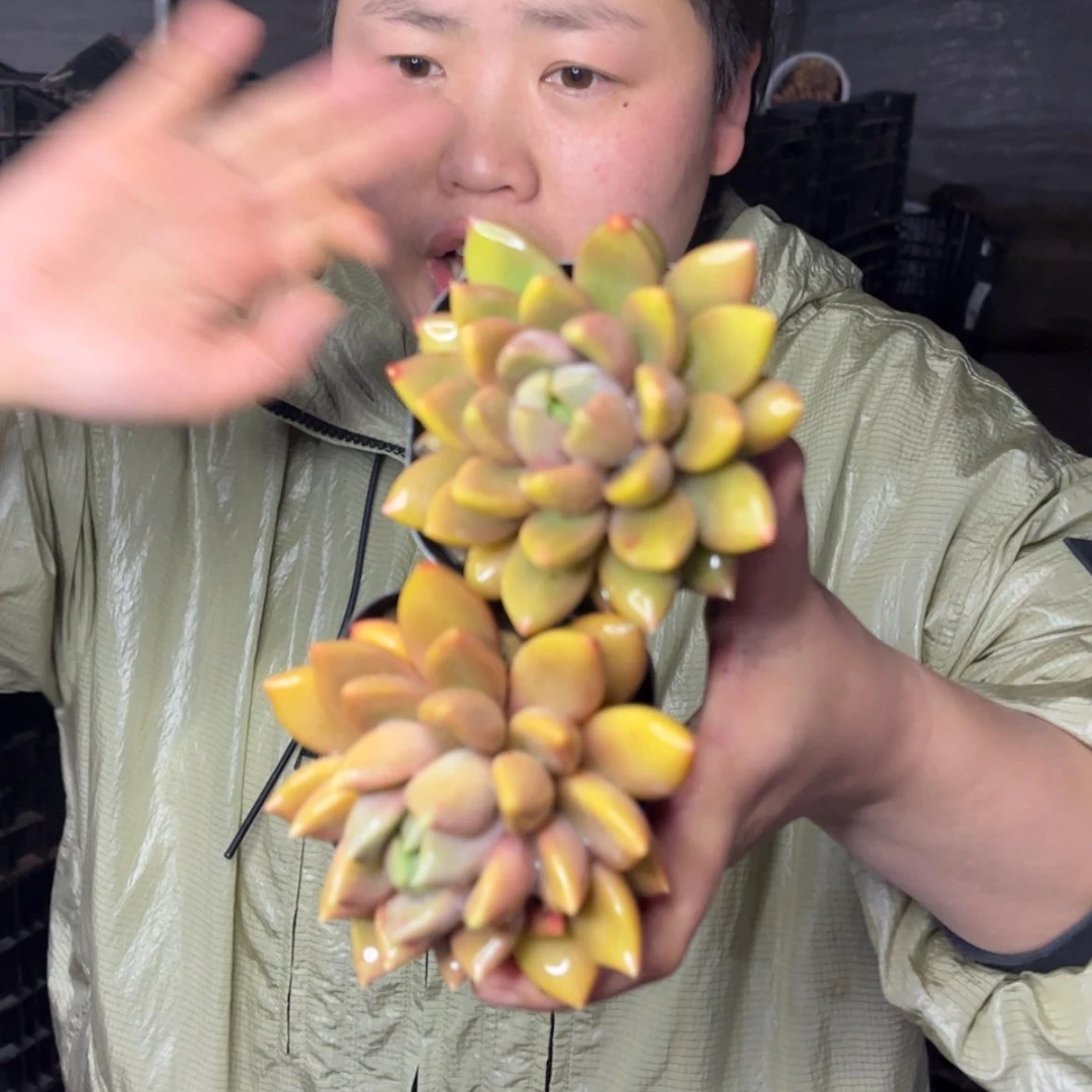 【闪购商品】1.14-42单头象牙2颗带盆
