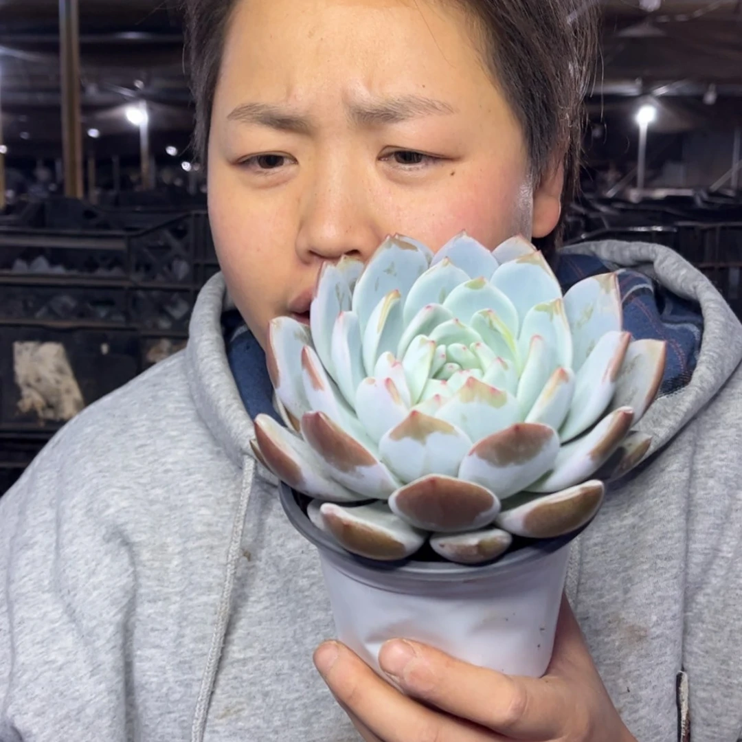 【闪购商品】12.21-203单头紫皮橙