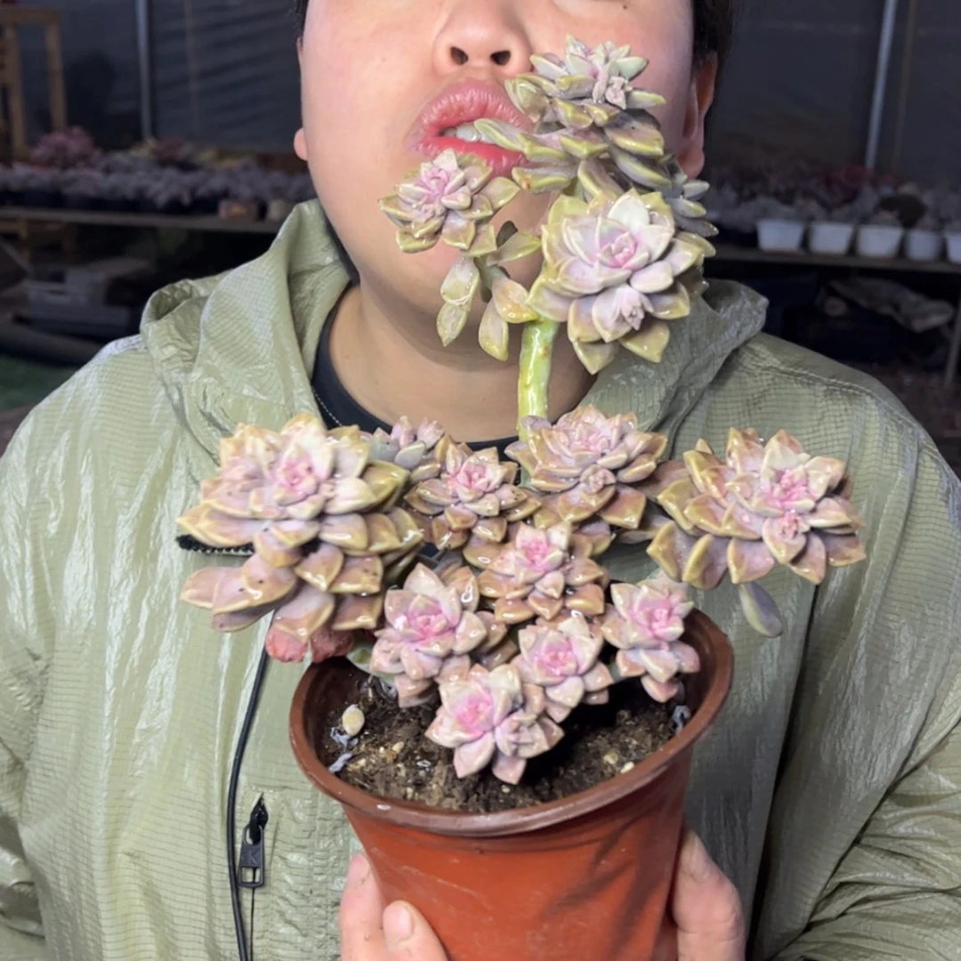 【闪购商品】1.14-66阿伦赔