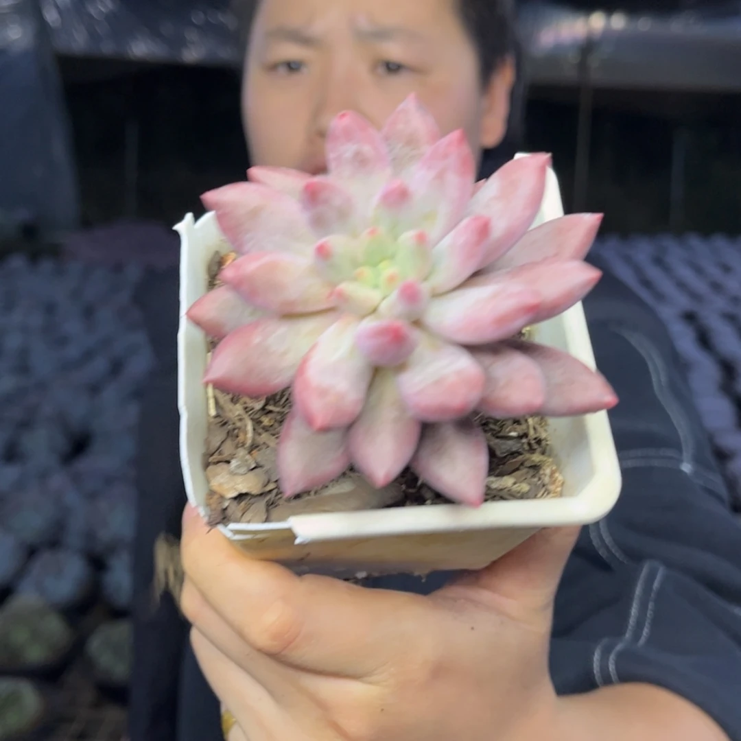 【闪购商品】10.25-清货105小单头红蜻蜓两颗