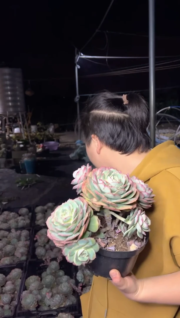 【闪购商品】26克罗帝亚7.5