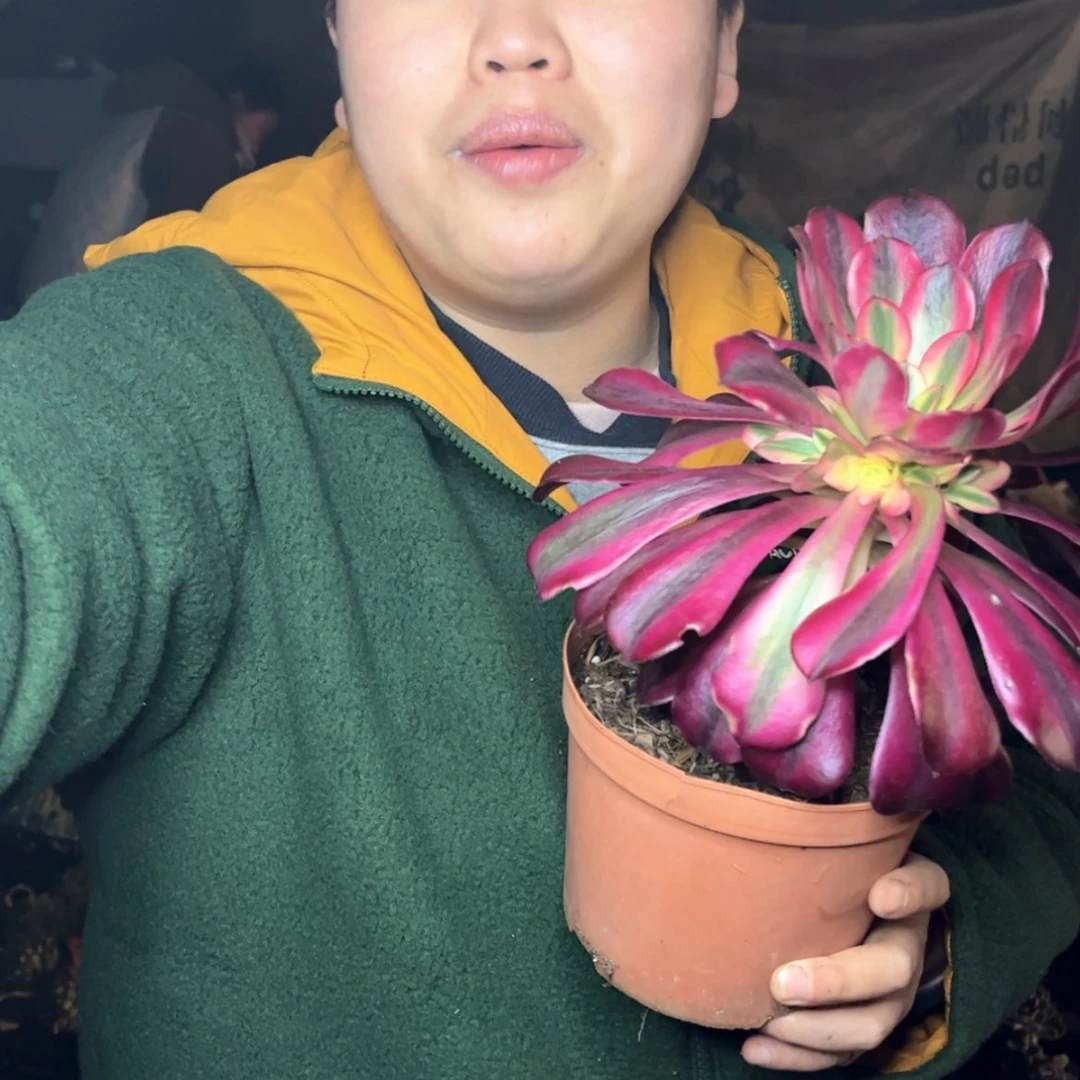 【闪购商品】1.10-187外播美杜莎多肉