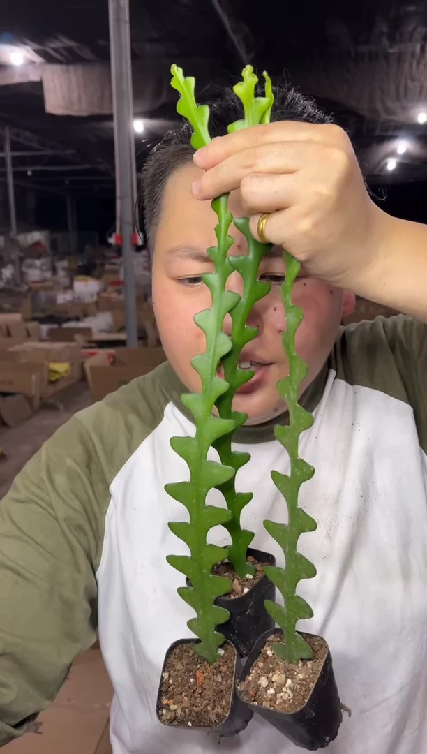 【闪购商品】8.24-27鱼骨令箭3颗9.99