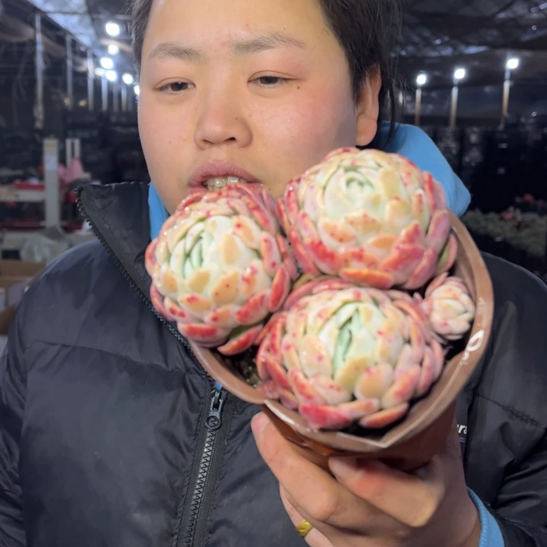 【闪购商品】1.6-54胭脂贝瑞