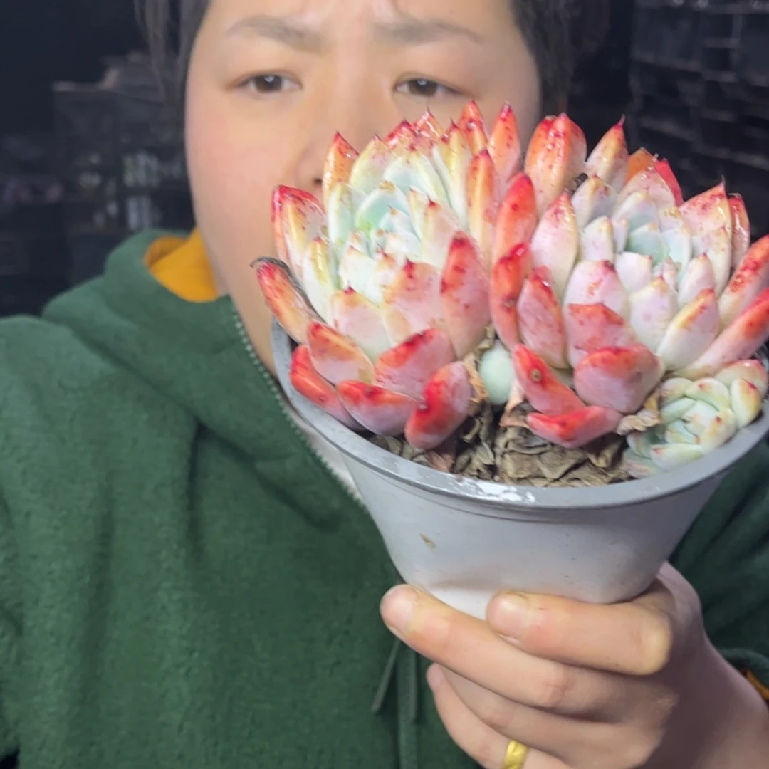 【闪购商品】1.13-171双头精品小阿尔巴家人
