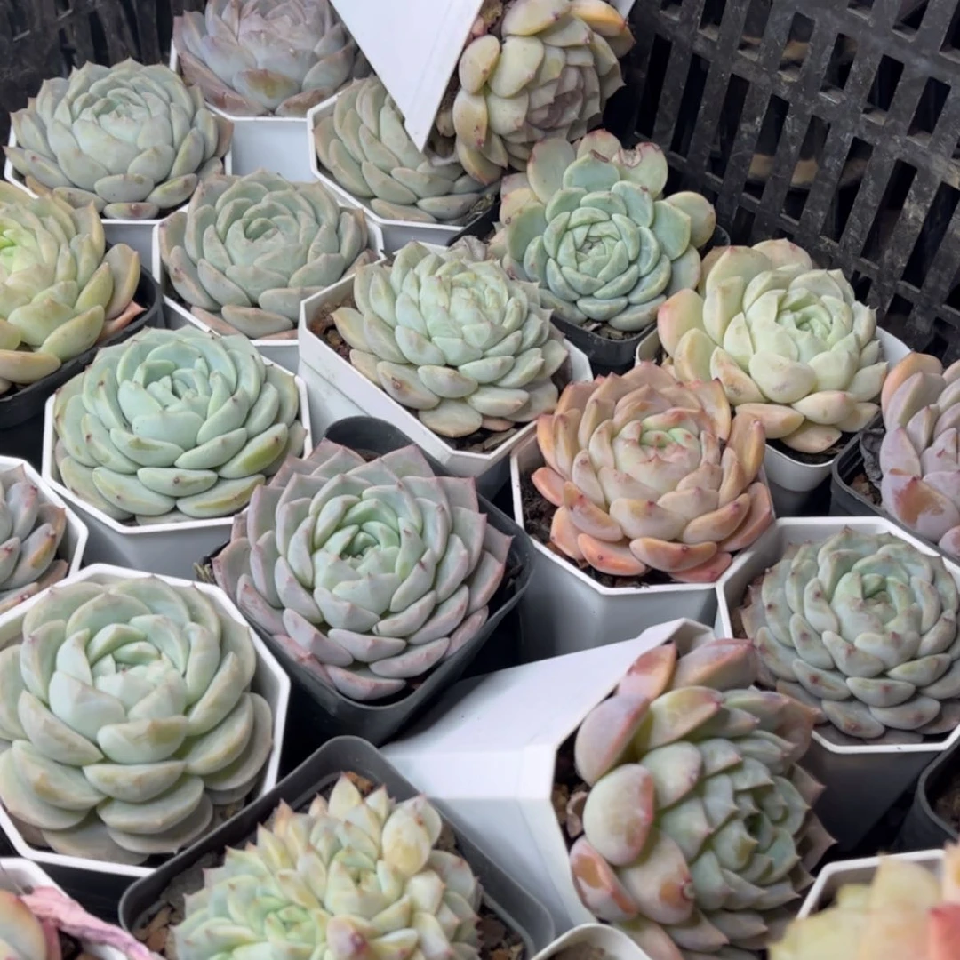【闪购商品】12.28-51粉色杂5颗带盆