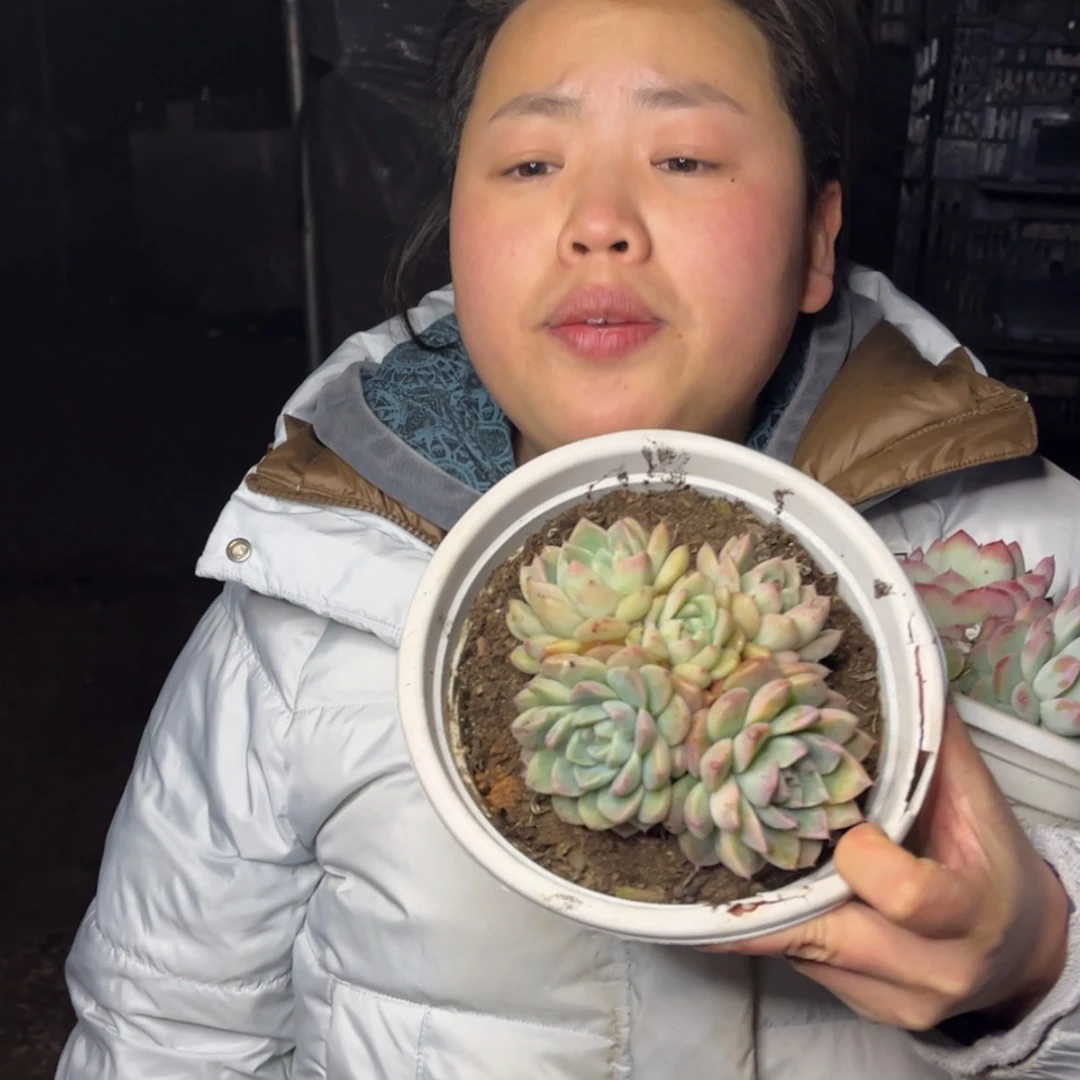 【闪购商品】12.26-62三头小号阿尔巴家人