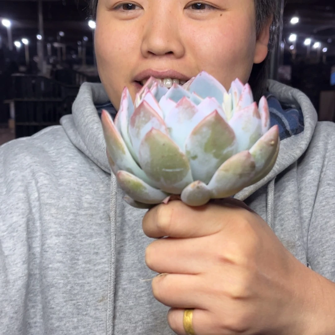 【闪购商品】12.21-221单头梦露杂雪莲