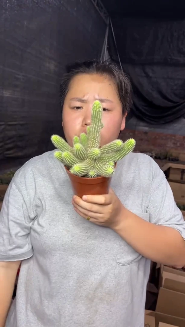 【闪购商品】7.18-42吕根岛日落白檀13.99