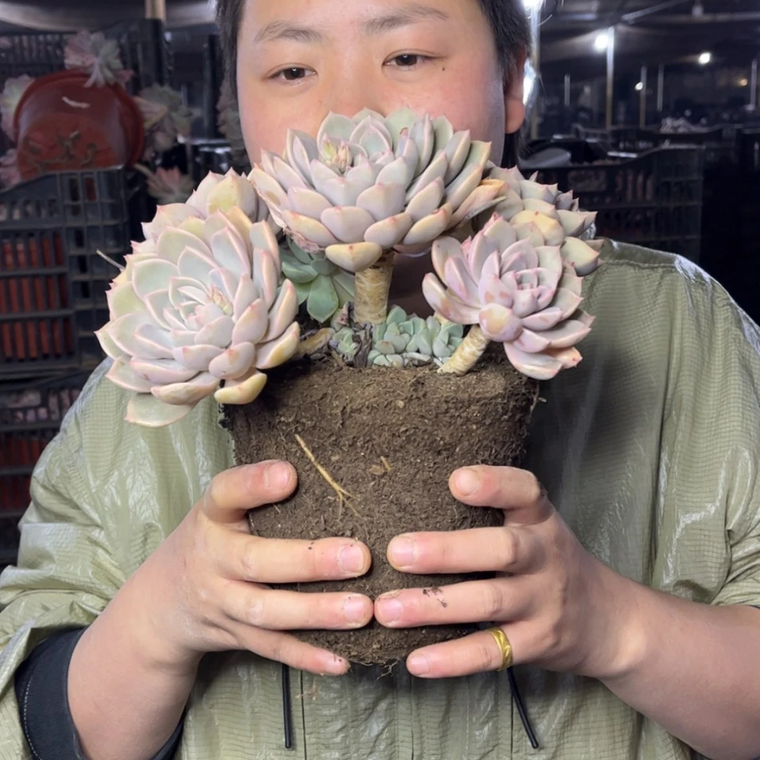 【闪购商品】1.14-58红粉佳人