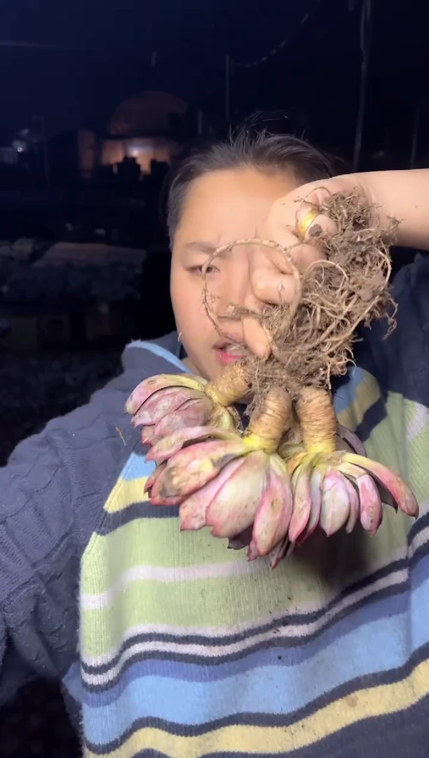 【闪购商品】30-四头起赫拉14-16CM7.5