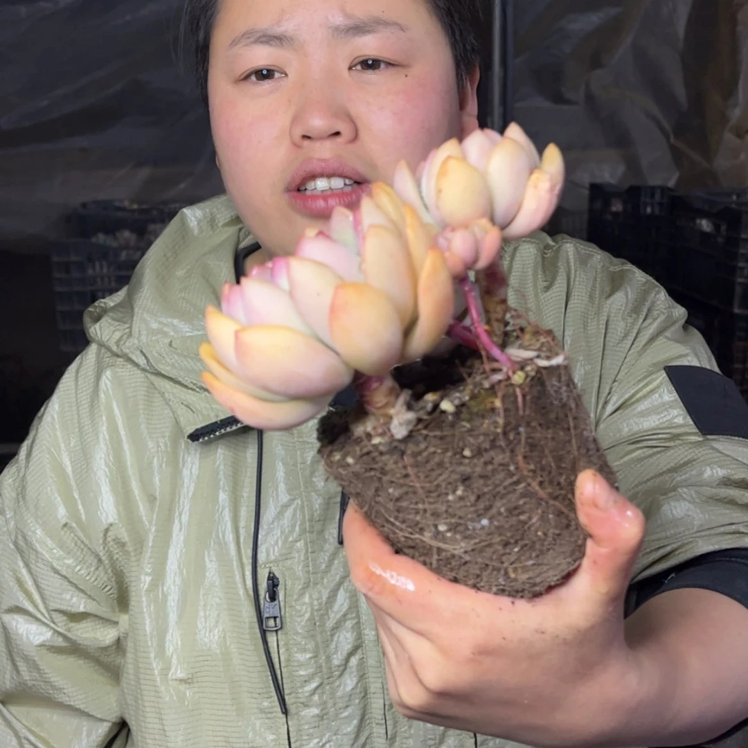 【闪购商品】1.14-85桃花岛