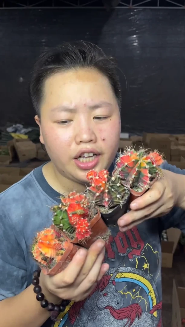 【闪购商品】10cm以下8.25-5实生大牡丹锦4颗9.99