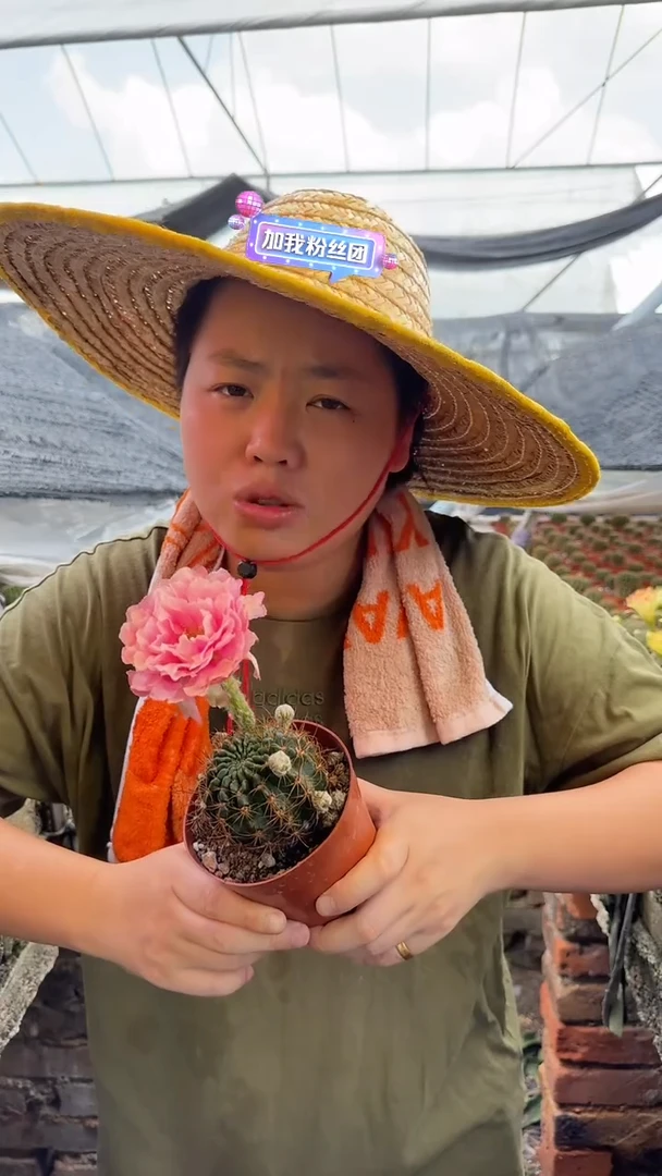 【闪购商品】7.19-1外播大L33丽花19.99