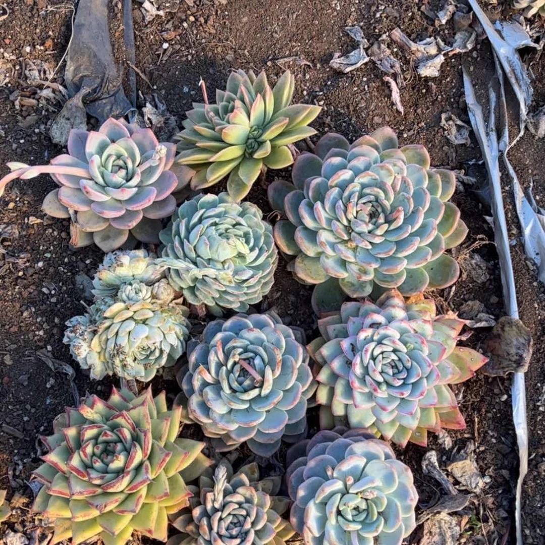 【闪购商品】1.5.2地栽杂交10棵冠服10CM