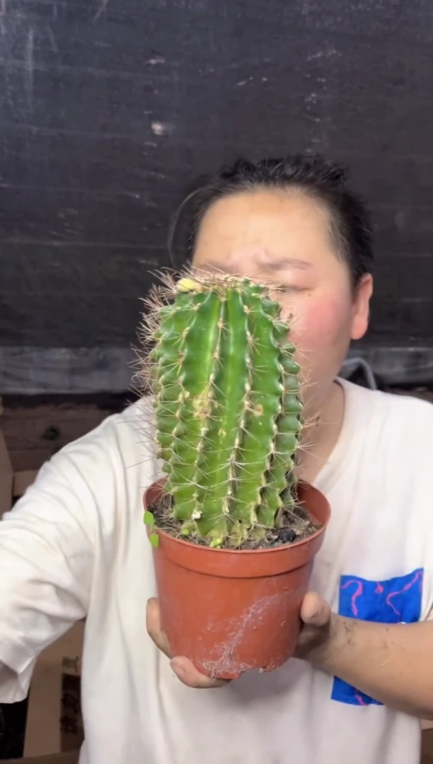 【闪购商品】9.2实生大龙王高15CM12.99