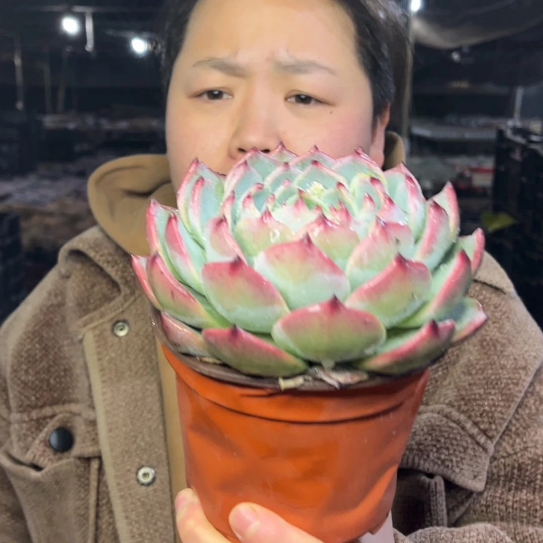 【闪购商品】1.4-81单头林赛11cm左右