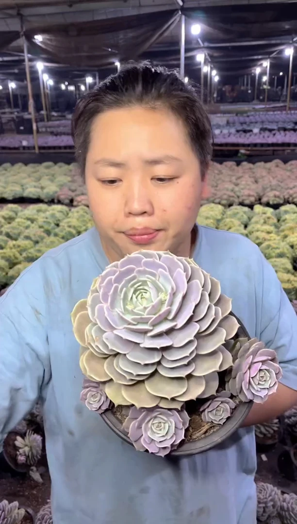 【闪购商品】47大露娜莲带崽16.5