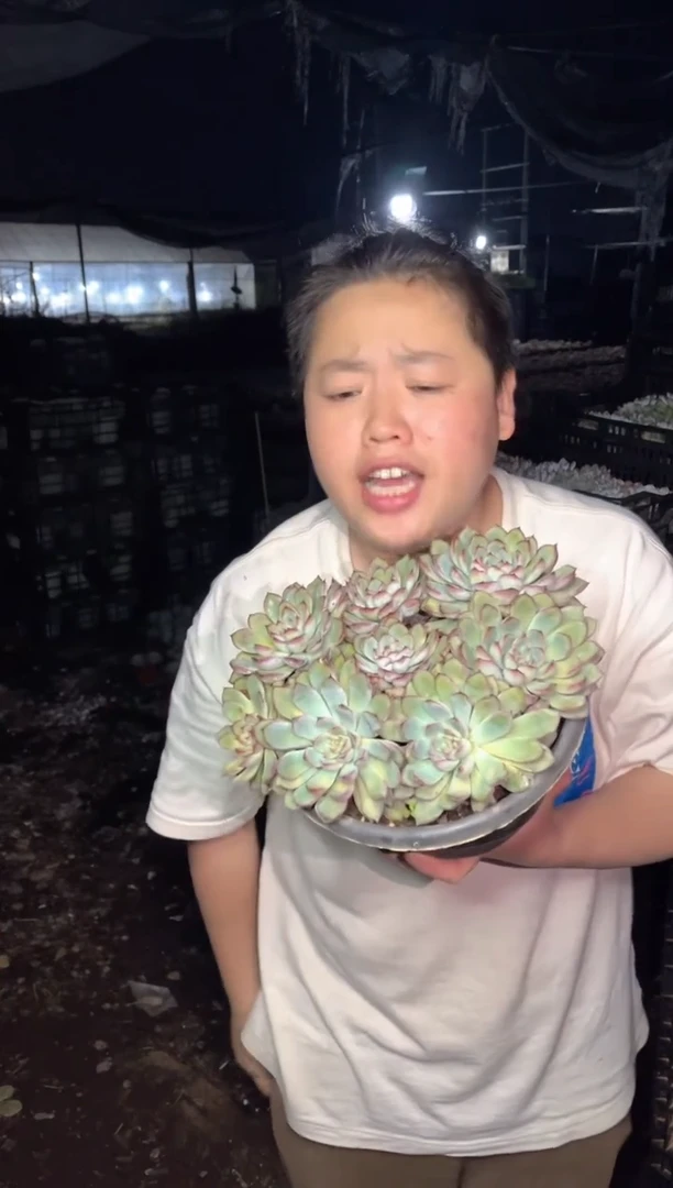 【闪购商品】5荷花大群20cm9.99