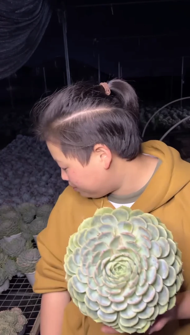 【闪购商品】34单头起昂斯诺18-20CM6.99