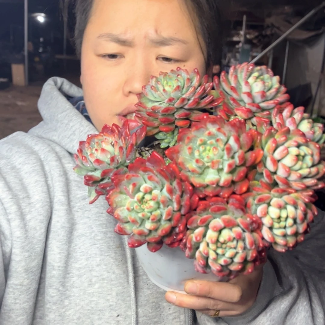 【闪购商品】1.11-92大号蓝苹果