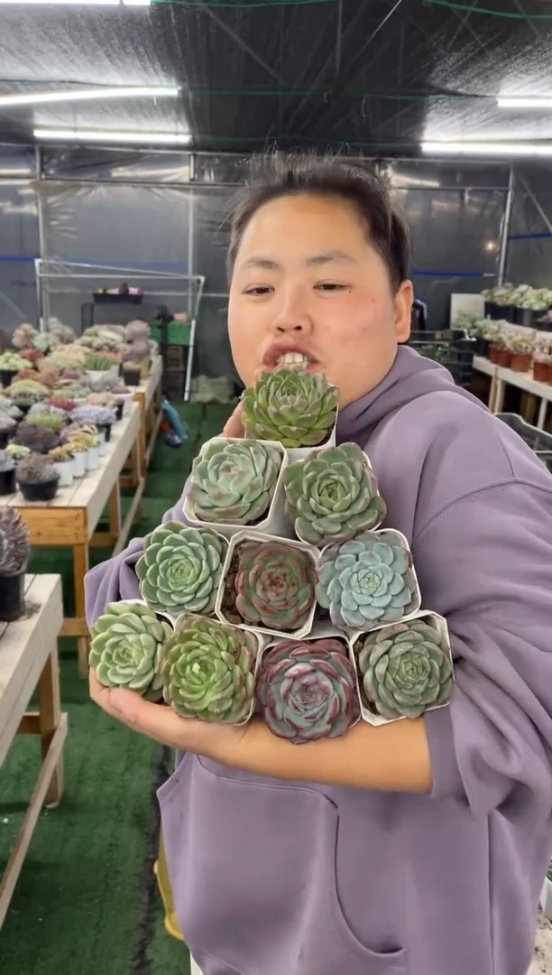 【闪购商品】58-七方杯小杂交十颗9.99