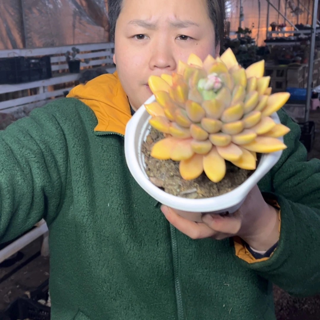 【闪购商品】1.10-204外播大单头象牙