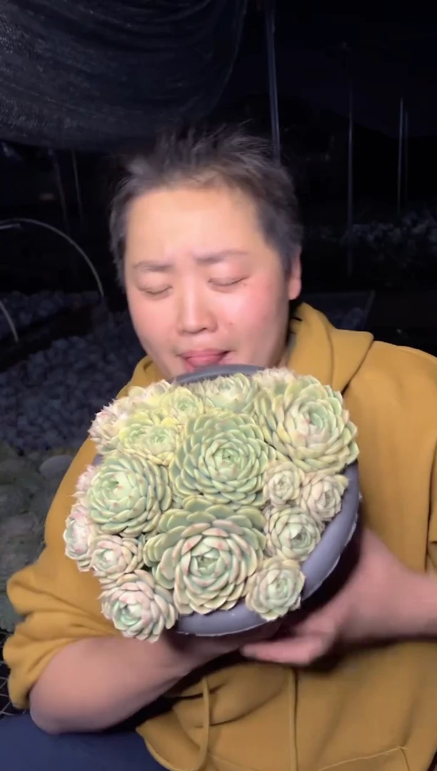 【闪购商品】35大本巴帝斯密头款8.99