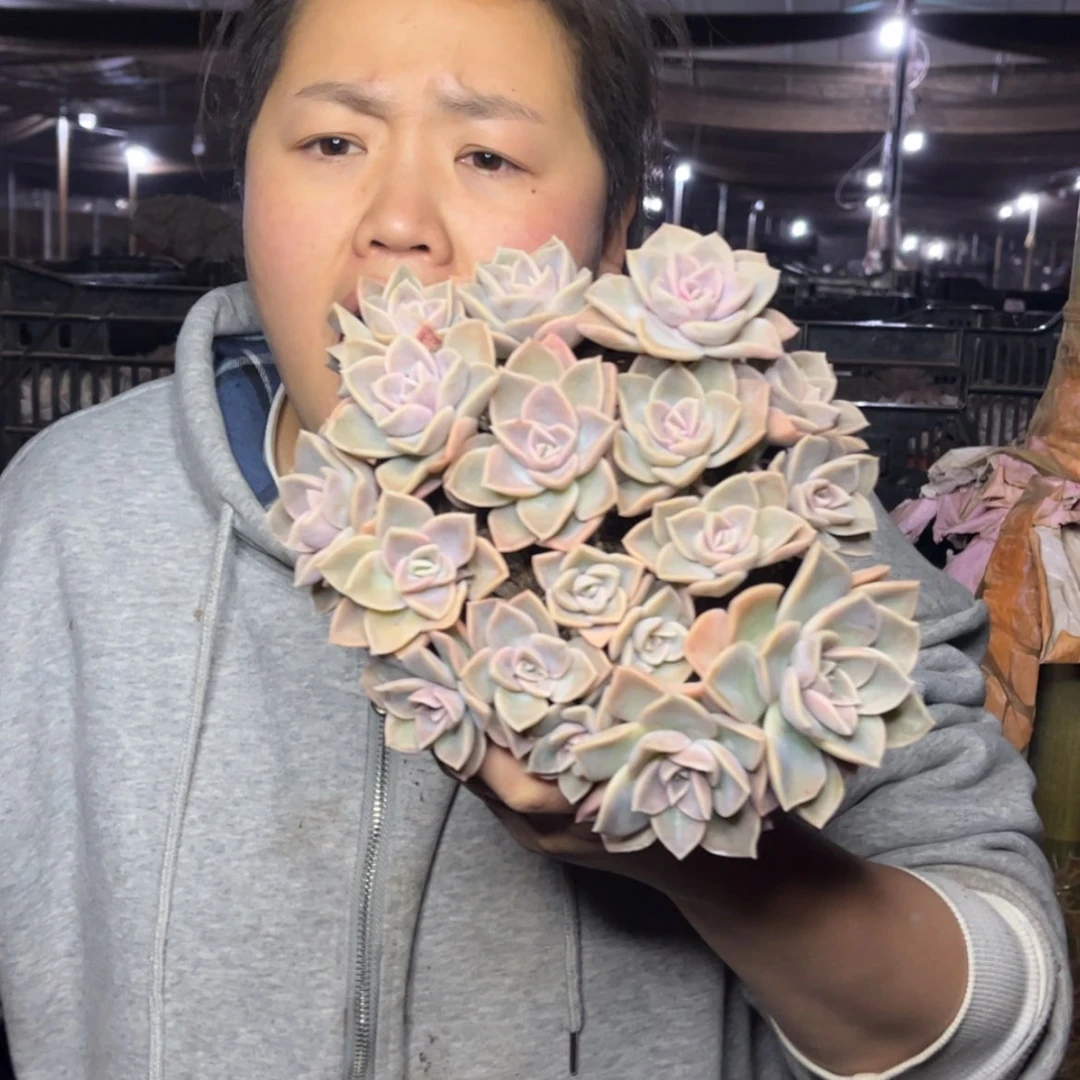 【闪购商品】12.21-196散装哈利沃森带盆土