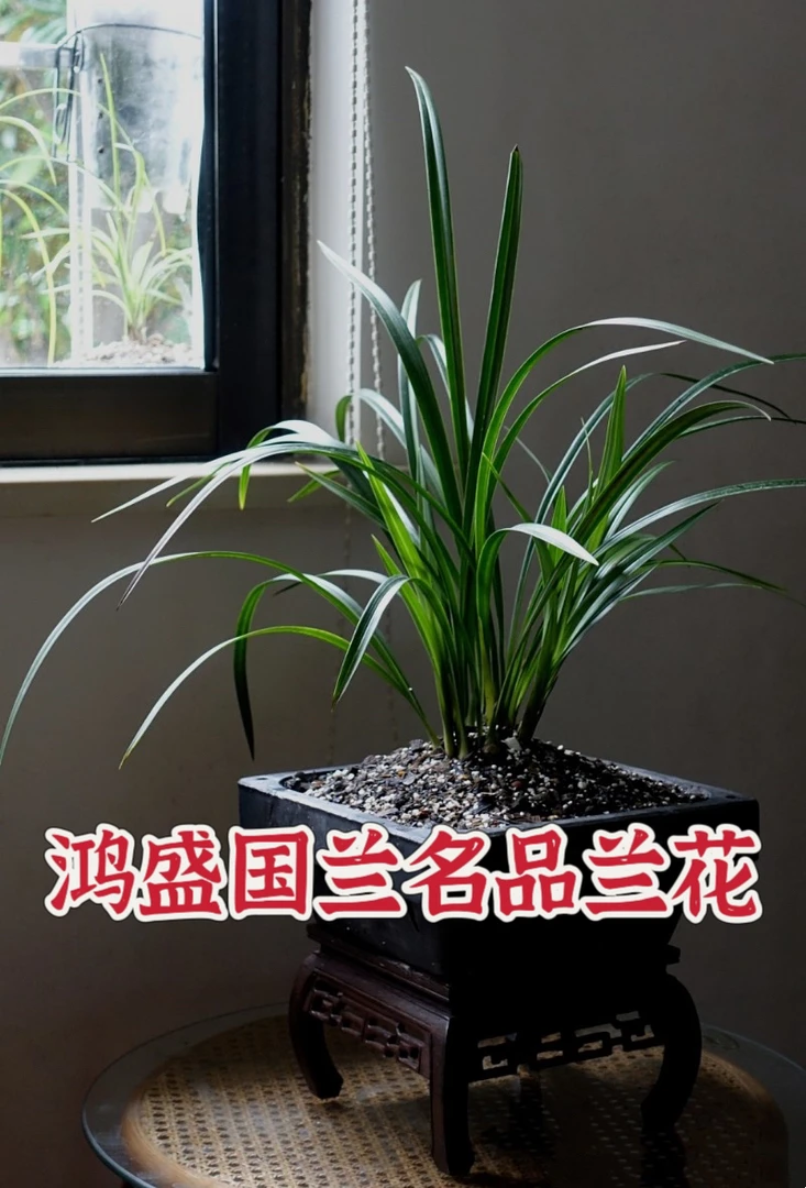 鸿盛国兰 直播间兰花专拍链接