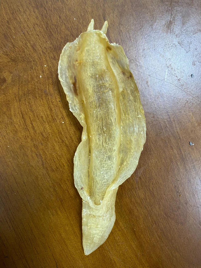 北海尖尾胶(母44头)250g-500g