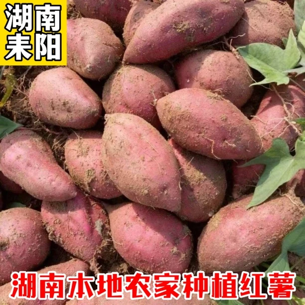 湖南农家红薯恩施富硒老品种番薯高山地瓜苕白心板栗薯自留种红薯