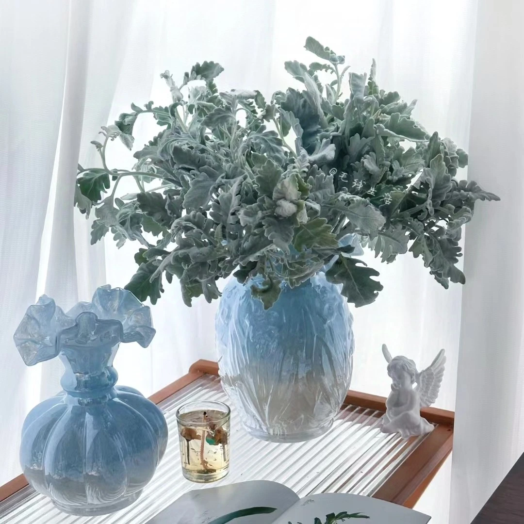 【银叶菊、地肤】银白梦幻色调百搭配花（店内任意三单包邮）