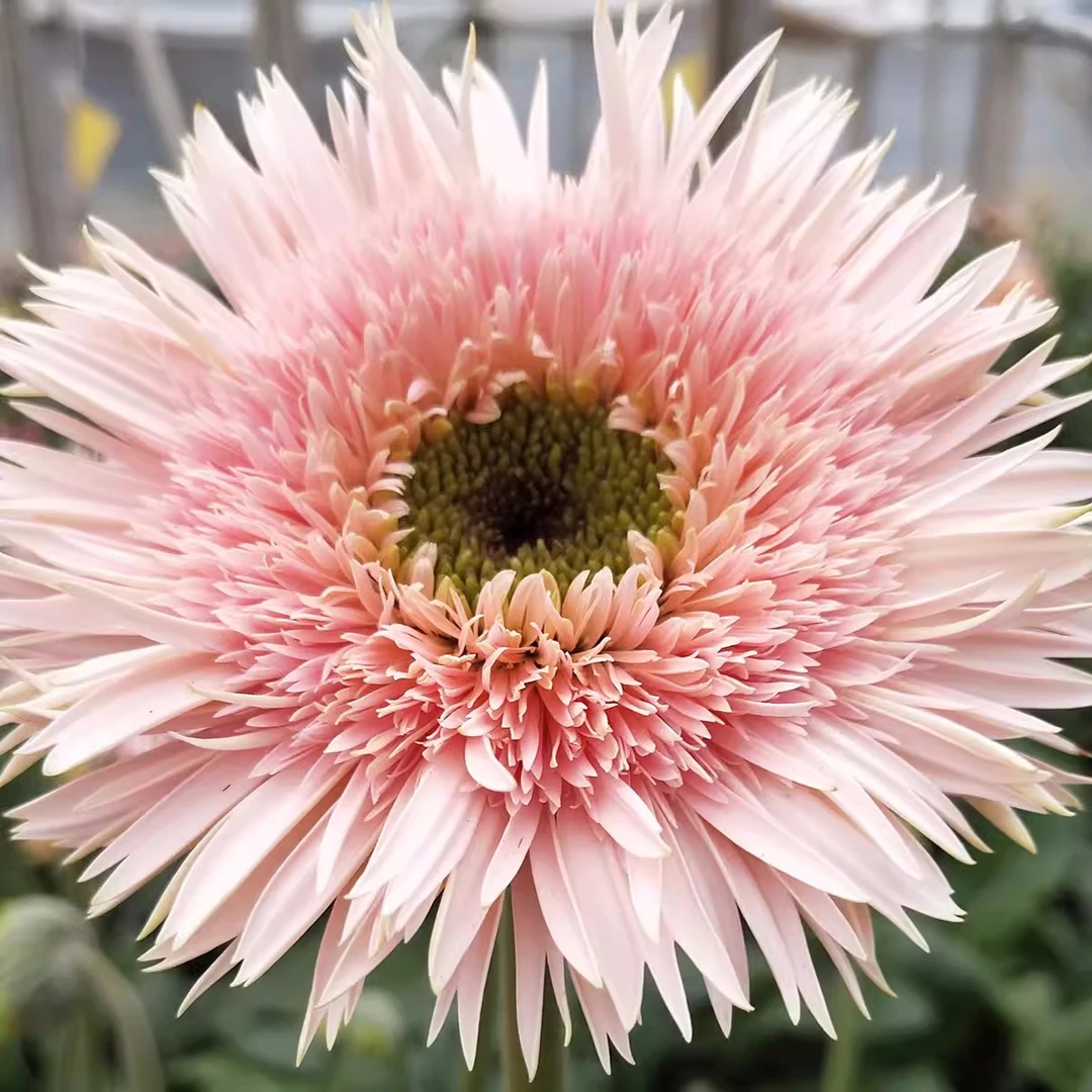 【非洲菊、弗朗花】色彩斑斓家庭鲜花瓶重瓣插花（店内任意三单包邮）