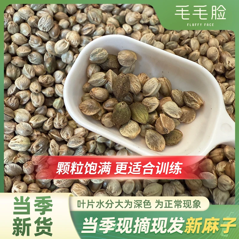 小太阳鹦鹉麻子玄凤牡丹奖励零食麻子粮麻子鹦鹉鸟食鹦鹉宠物